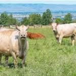Cows grazing in WA state field